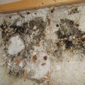 Can Black Mold Be Removed from Ductwork? - A Professional Guide